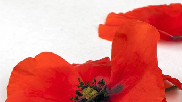 Remembrance Day